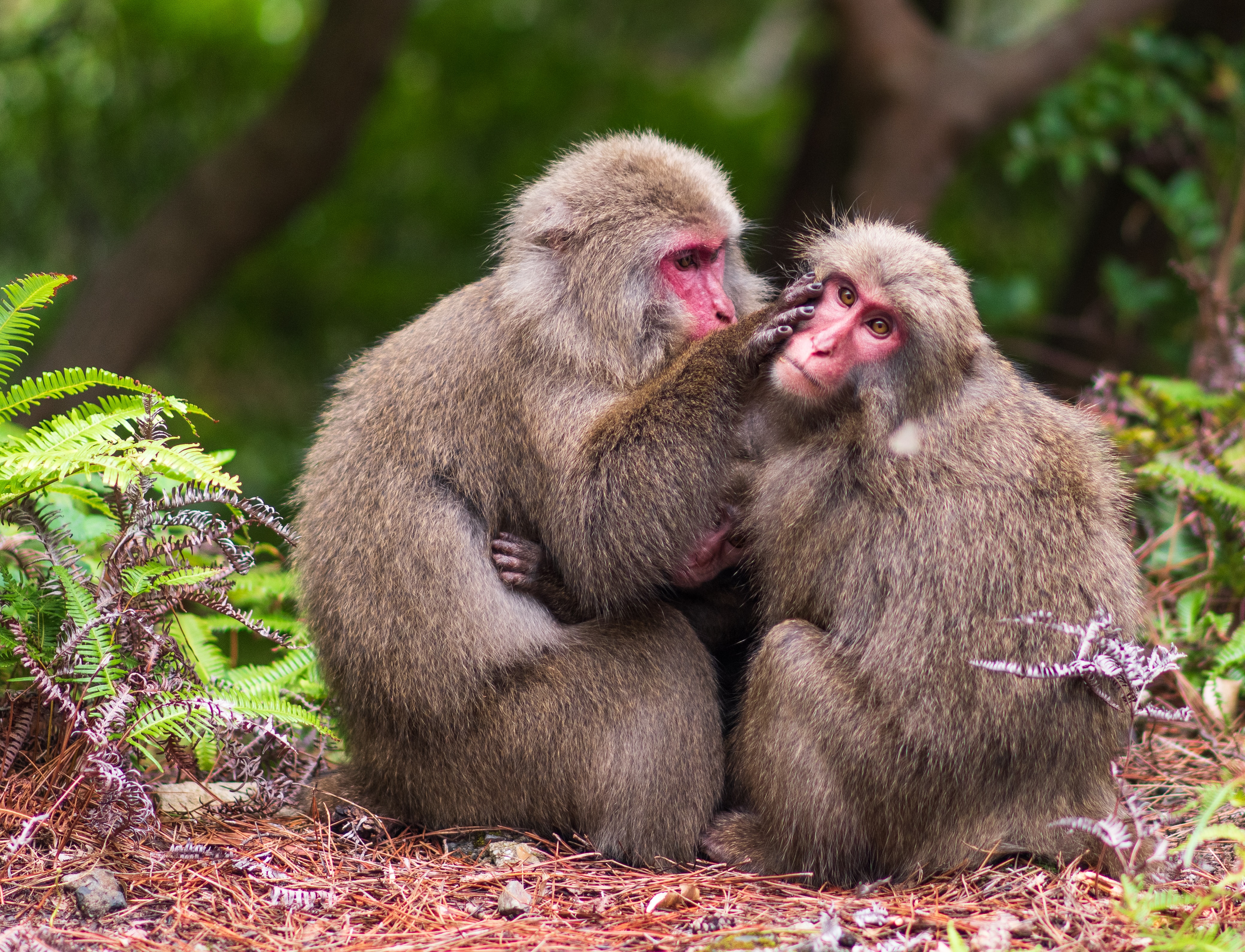 Yakushima monkeys