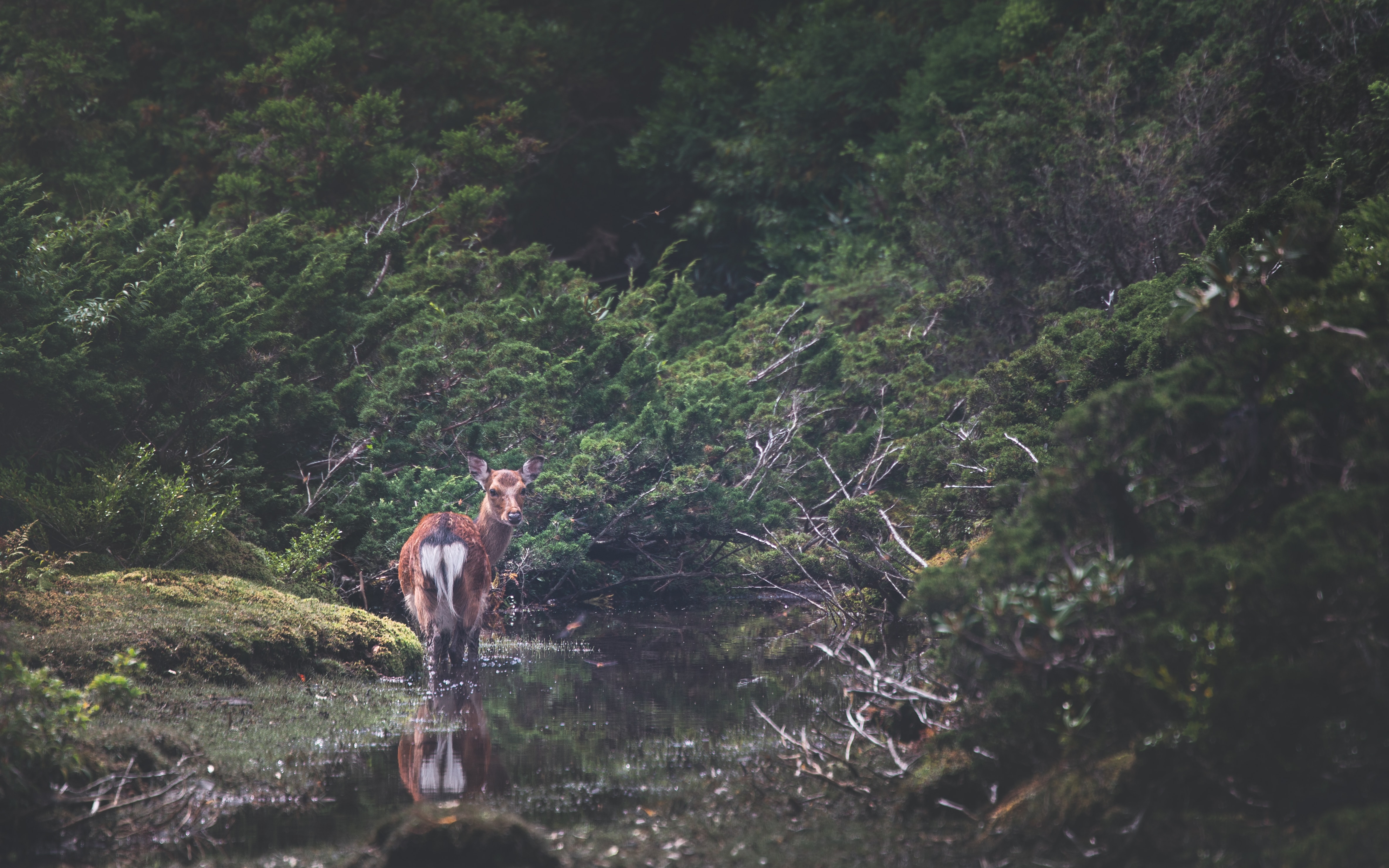 Yakushima shika